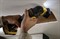 DeWalt DCS355N SOLO Многофункциональный инструмент аккум. в кор. (18V, 0-20000 кол/мин, BL-motor) - фото 226228