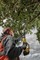 DeWalt DCMPS567N SOLO Высоторез аккум. в кор. (18V, шина: 20 см, 33 зв, 1.1 мм, BL-motor) - фото 227973