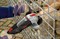 Skil Углошлифовальная машина 9222AA f0159222aa